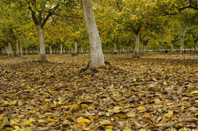 leaves on the ground2011d30c006.jpg